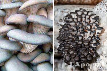Как вырастить грибы в мешке