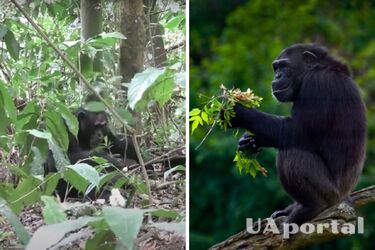 Британські вчені дослідили, що шимпанзе спілкуються за допомогою жестів, розриваючи листя