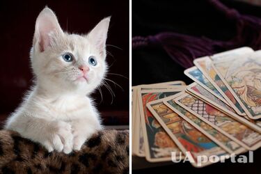 В Боливии авиакомпания заплатила экстрасенсу за поиски пропавшего кота пассажира