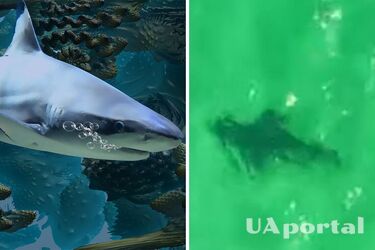 В Австралії чоловік за допомогою дрона врятував плавців від нападу акул (відео)