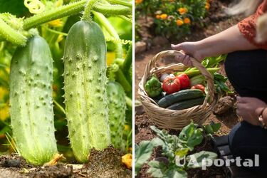 Когда нужно сажать огурцы и какие сорта лучше для урожая