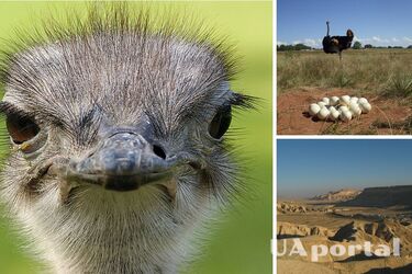 Страусы ранее населяли древний Израиль