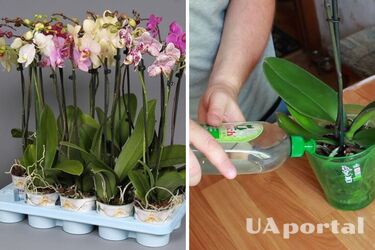 Вирощування орхідей