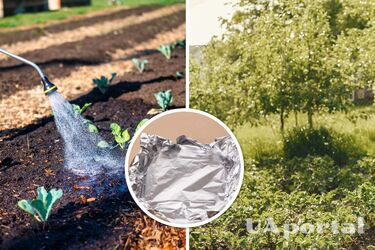 Як захистити сад та город від гризунів за допомогою фольги