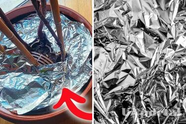 Як швидко виростити рослину за допомогою фольги