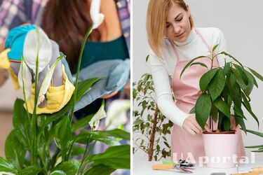 Догляд за рослинами взимку