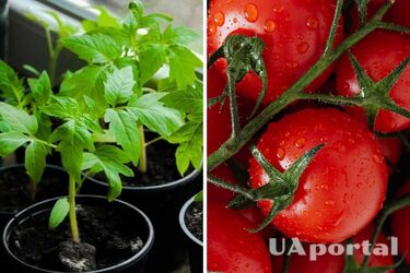 Зачем рассаду помидоров поливать йодом