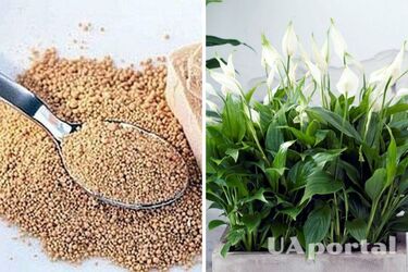 Подкормка для домашних растений: неожиданный ингредиент поможет вазонам цвести