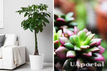 Топ-6 невмирущих кімнатних рослин