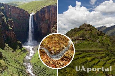 У Перу знайшли невідомий раніше вид ящірок: як виглядають