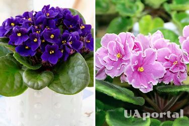 Секреты, с которыми ваша фиалка будет цвести весь год