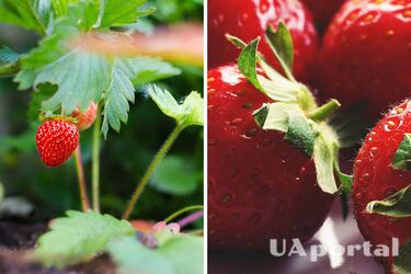Як підживити полуницю весною - правила догляду за полуницею
