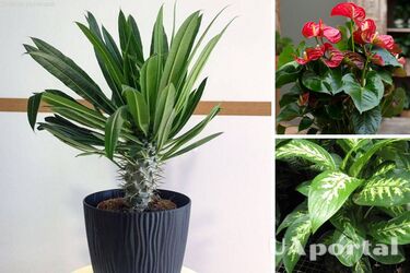 9 небезпечних кімнатних рослин