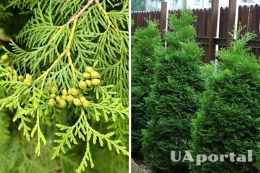 Как вырастить тую из веточки