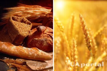 Науковці відкрили стародавню техніку землеробства, яка може покращити врожай