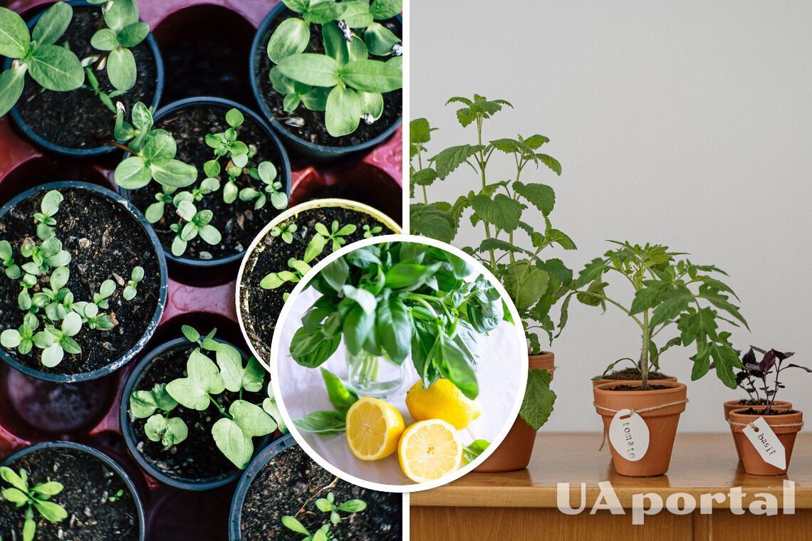 Які лікарські рослини можна виростити вдома - як виростити базилік, материнку та лаванду