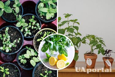 Які лікарські рослини можна виростити вдома - як виростити базилік, материнку та лаванду