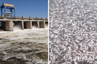 У Дніпрі зафіксували масову загибель риби та назвали причину