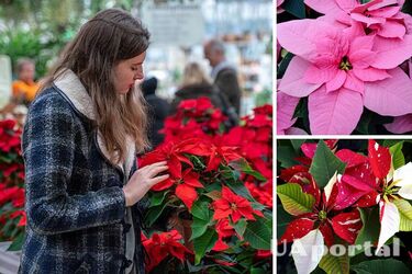 Різдвяна квітка пуансетія