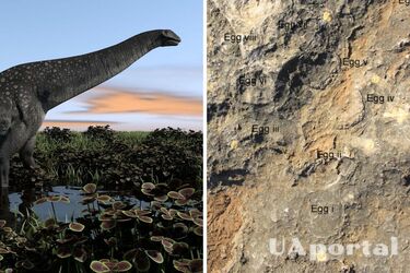 В Індії палеонтологи знайшли 256 викопних яєць титанозаврів