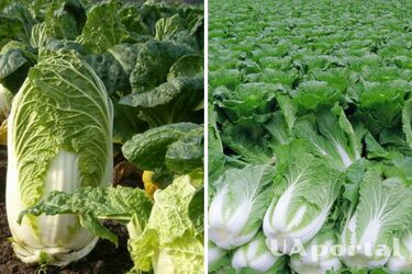 Коли садити пекінську капусту з насіння та розсади: секрети городників