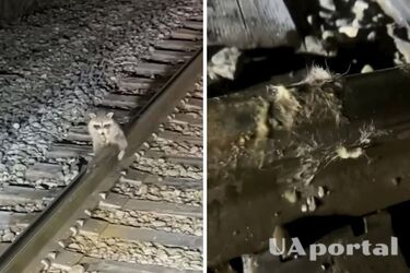 В США железнодорожники спасли енота, что примерз пахом к рельсу