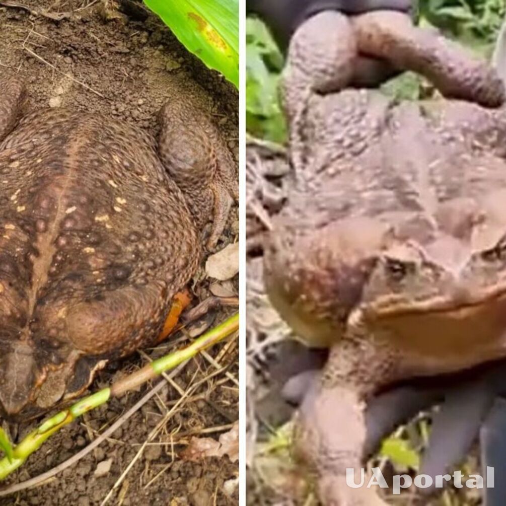 В Австралії знайшли найбільшу у світі жабу вагою 2.7 кг: як виглядає Toadzilla