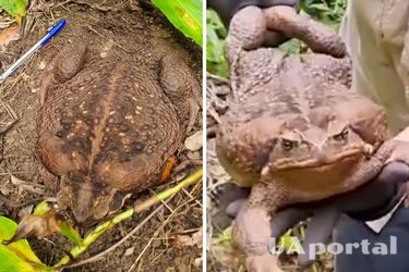 В Австралии нашли самую большую в мире лягушку весом 2.7 кг: как выглядит Toadzilla