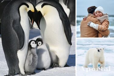 Лайфхаки от животных, которые помогут согреться