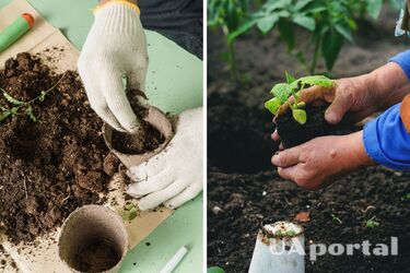 Сроки посева на рассаду - когда сажать рассаду
