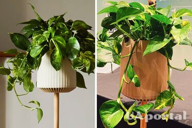 Вчені створили кімнатну рослину потоса Neo P1 для очищення повітря від найбільш токсичних летких органічних сполук