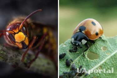 Корисні комахи для саду - чим корисні сонечка, златоока, оси та наїзники для саду