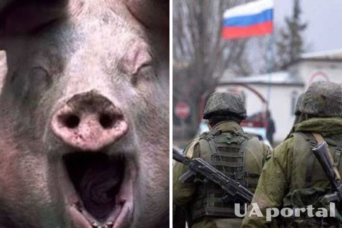 окупанти в Макіївці розмальовували свиню та вмикали їй російський гімн – аудіоперехоплення від ГУР