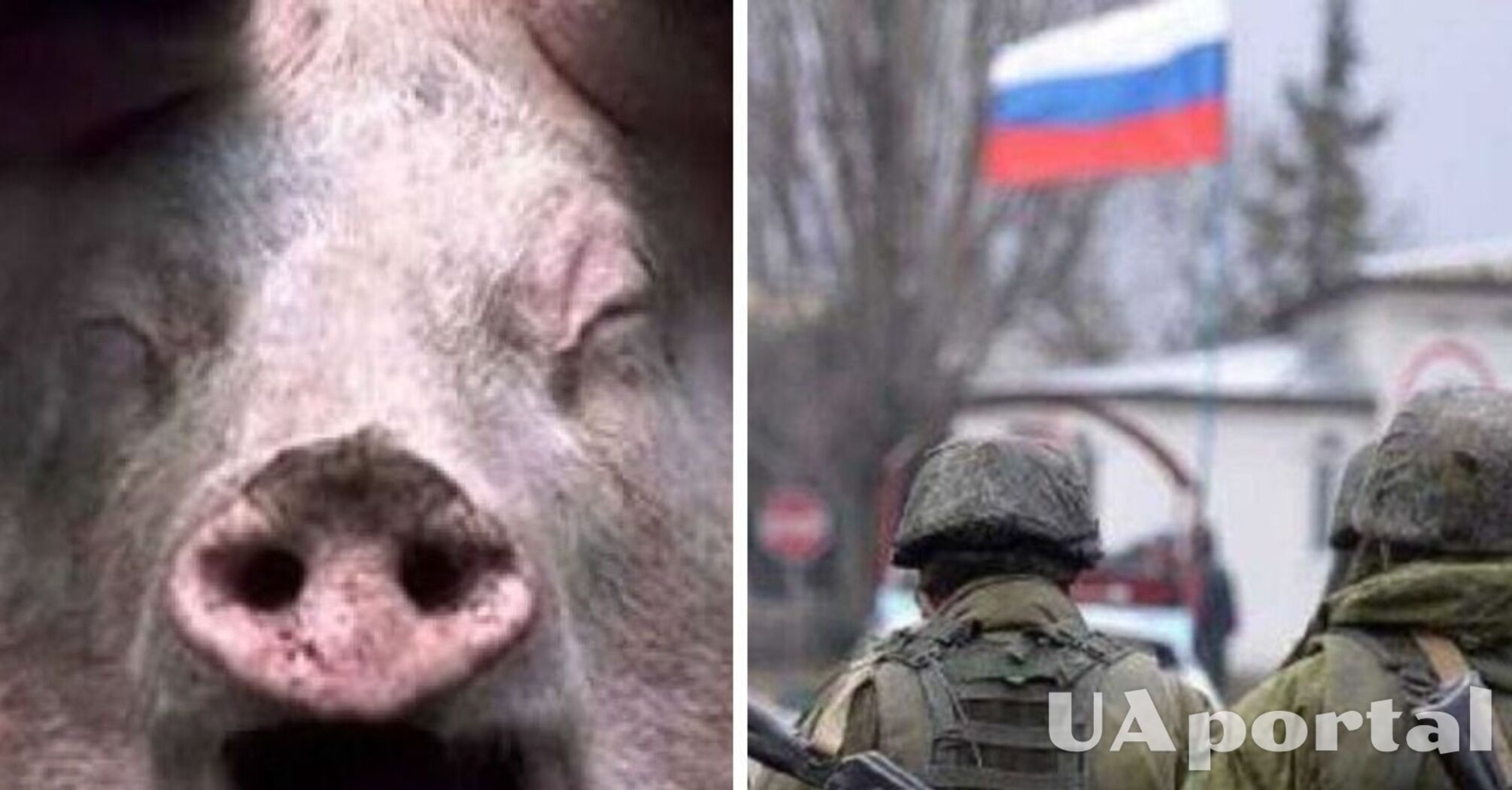 оккупанты в Макеевке разрисовывали свинью и включали ей российский гимн – аудиоперехват от ГУР