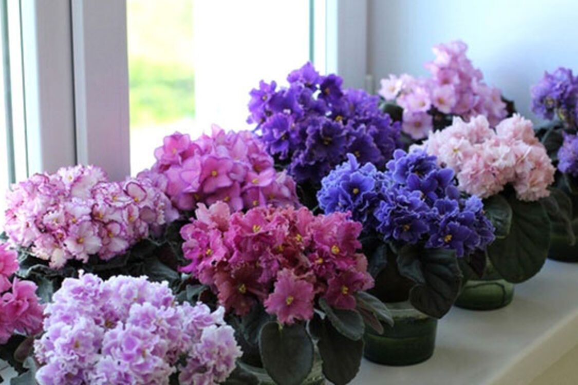 Щоб пишно цвіли: Як зробити добрива для домашніх рослин безкоштовно