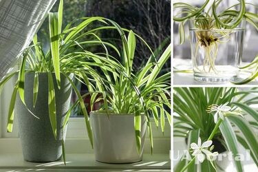 Как правильно ухаживать за хлорофитумом