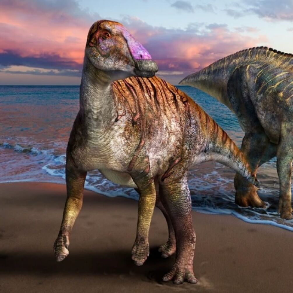 Новий вид качкодзьобого динозавра Malefica deckerti знайшли у США: як виглядав