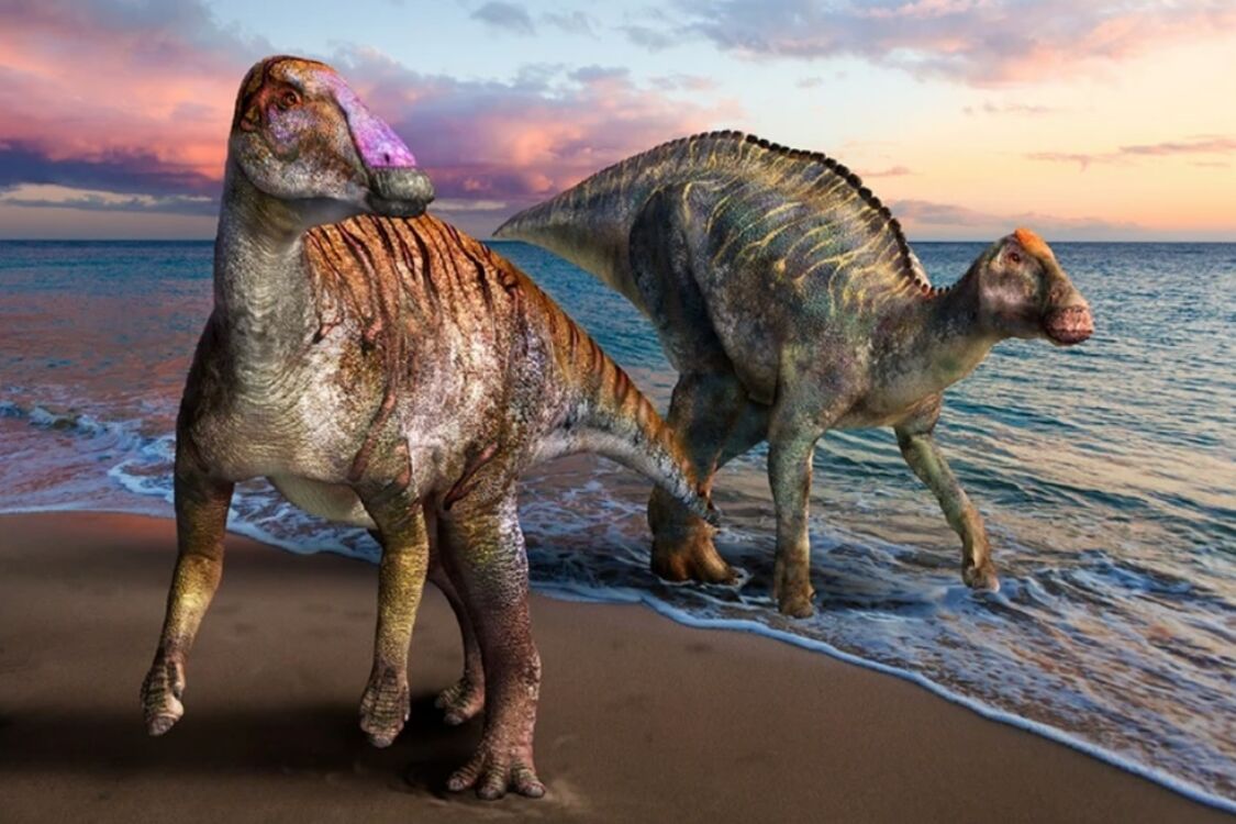 Новый вид утконосого динозавра Malefica deckerti нашли в США: как выглядел