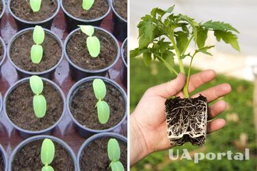 Протравка рассады