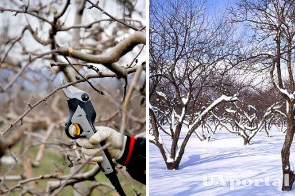 Зимняя обрезка сада: как правильно ухаживать за плодовыми деревьями