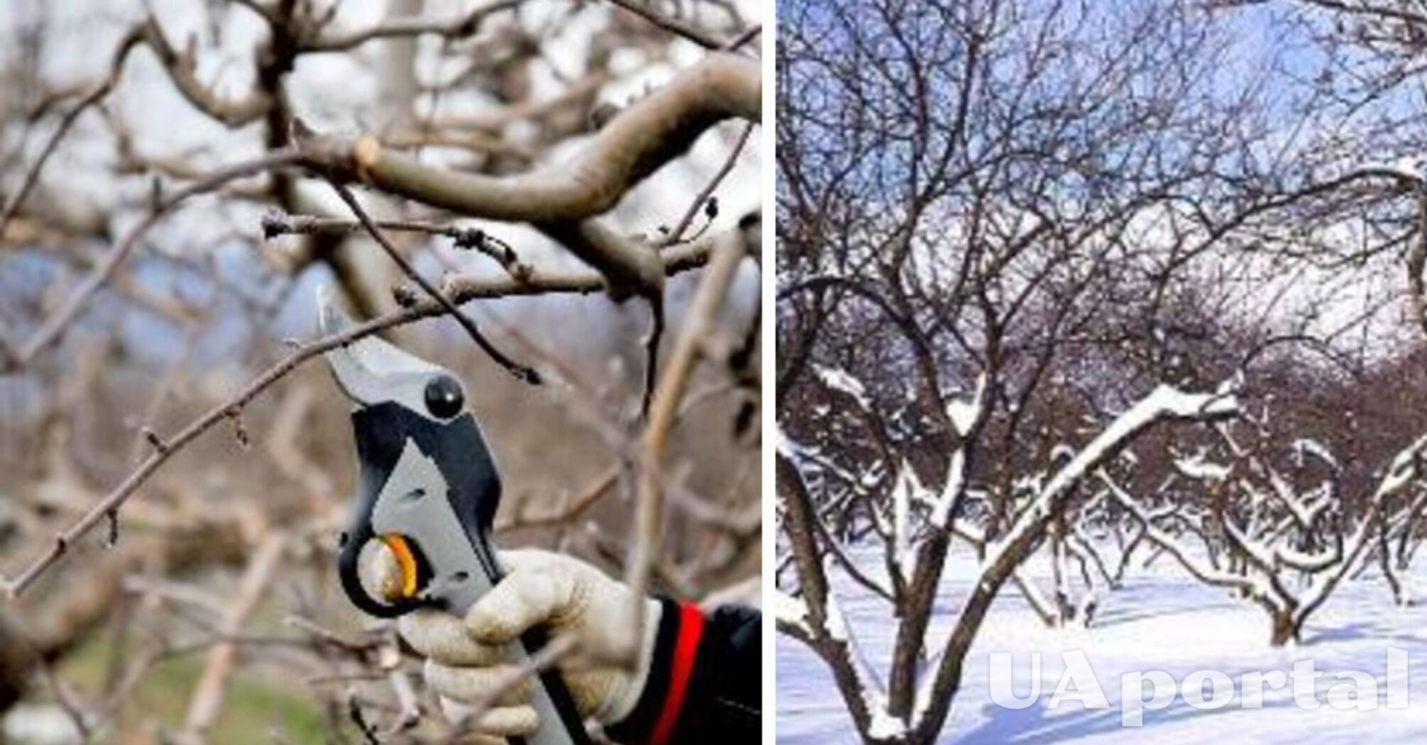 Зимова обрізка саду: як правильно доглядати за плодовими деревами