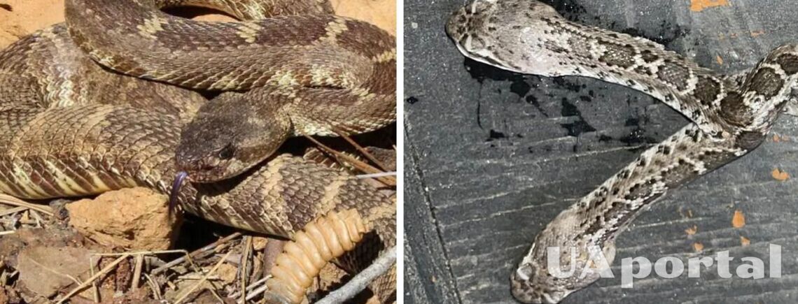 В Іст-Лондоні гримуча змія народила двоголове маля (фото та відео)