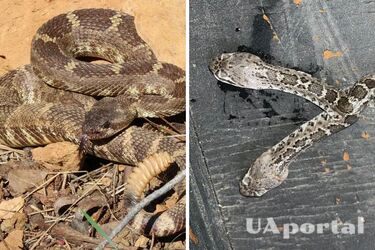 В Іст-Лондоні гримуча змія народила двоголове маля (фото та відео)