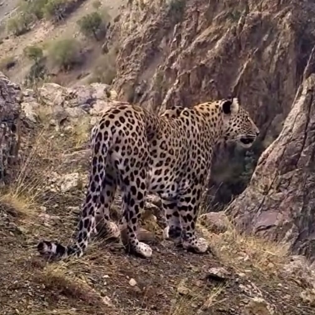 Анатолийский леопард, считавшийся вымершим 45 лет назад, попал на видео в Турции
