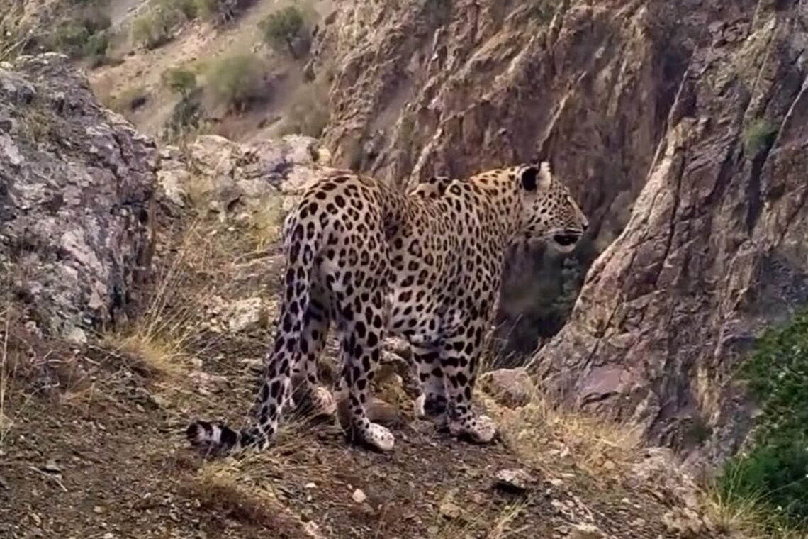 Анатолійський леопард, якого вважали вимерлим 45 років тому, потрапив на відео у Туреччині