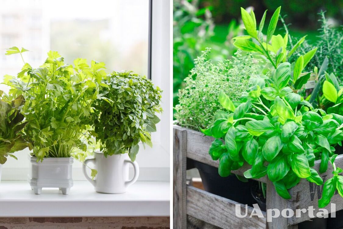 Спеції на підвіконні: 10 їстівних рослин, які варто вирощувати на кухні 