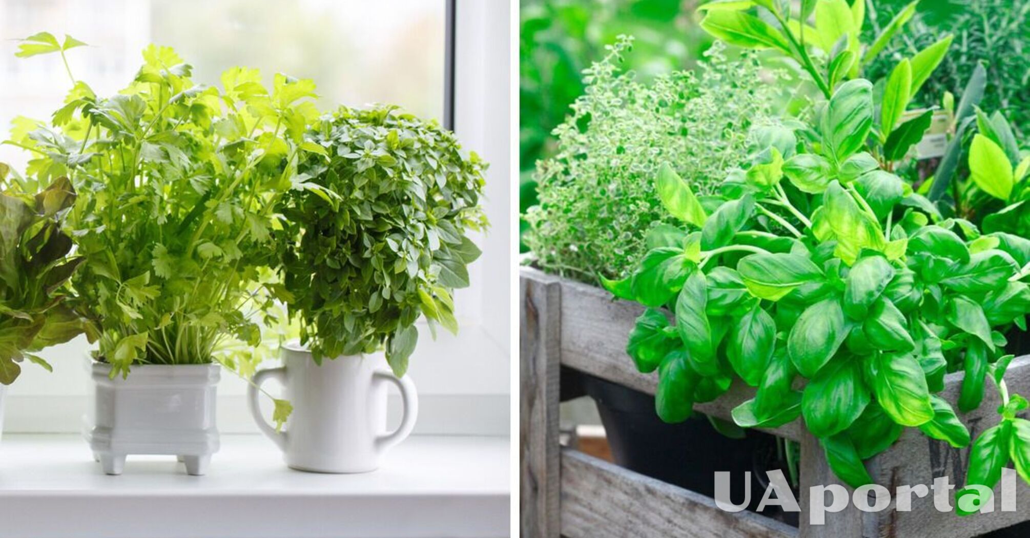 Специи на подоконнике: 10 съедобных растений, которые следует выращивать на кухне