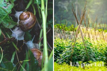 Улитки в саду - как избавиться от улиток дома с помощью пива