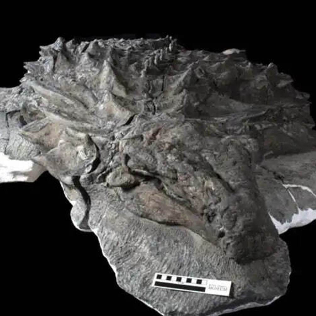 Один на мільярд: Вчені знайшли рештки цілого динозавра зі збереженою шкірою та обличчям (фото)