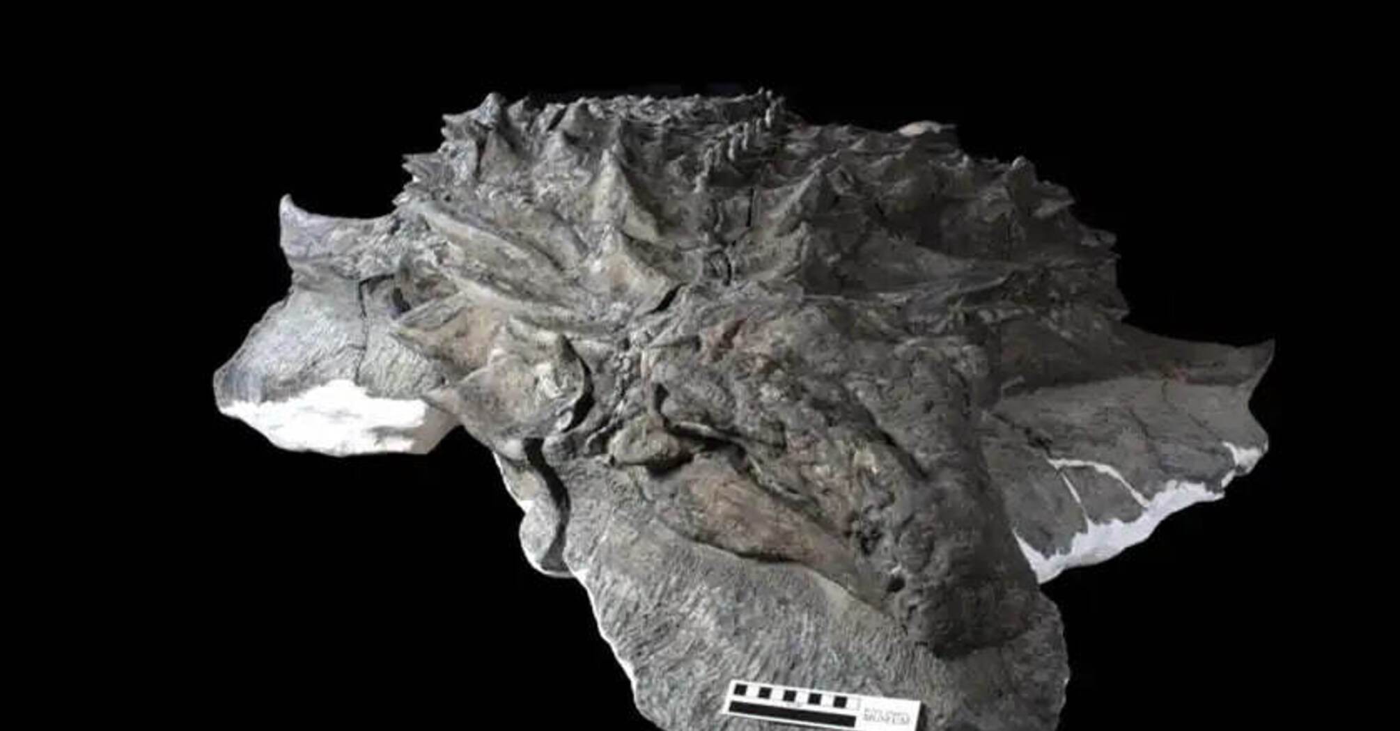 Один на мільярд: Вчені знайшли рештки цілого динозавра зі збереженою шкірою та обличчям (фото)
